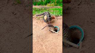 DIY Snake Trap shortvideo wildlife shorts [upl. by Wassyngton268]