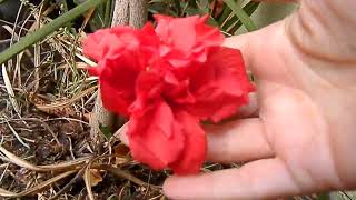 My Hibiscus in Bloom  the flowers look artificial [upl. by Kale]