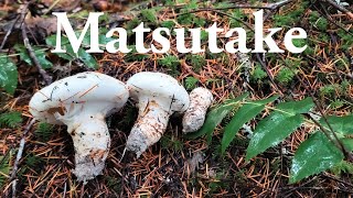 How to find matsutake mushrooms  Pine mushrooms [upl. by Naara]