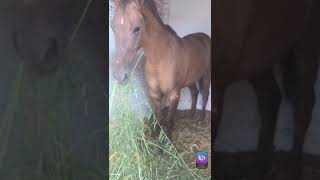 CROTALARIA JUNCEA COMO ALIMENTACION PARA CABALLOS [upl. by Etnom209]