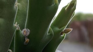 First flower buds ever on my Stapelia hirsuta Succulent plant [upl. by Adnohs]