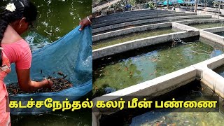 கடச்சநேந்தல் கலர் மீன் பண்ணைமதுரை🐡🐠 kadachanendhal fish farm  Tamil vlogs DrBalas vlog [upl. by Ydnagrub]