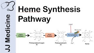 Heme Synthesis Pathway [upl. by Sebastien]