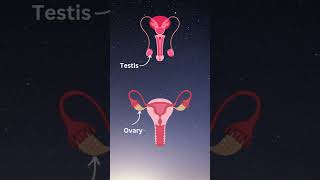 Puberty A Quick Guide [upl. by Emrich]