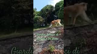 Visita i Giardini Botanici di Hakgala bellezza naturale dello Sri Lankaviaggio sobasride [upl. by Anastasie]