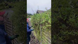 Trimming the Jasmine gardening oddlysatisfying shorts timelapse [upl. by Dyraj]