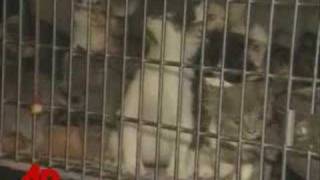 Kittens Used As Bait In Dog Fighting Ring [upl. by Hector]