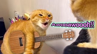 Awooawoooh Cat Song  The Singing Cat Catchy Tune [upl. by Enilekcaj]