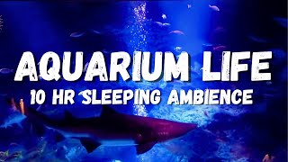 Sea aquarium sleeping ambience lots of fish underwater ASMR stress relief Underwater ambience [upl. by Zenger]