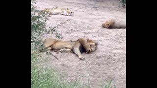 Naughty Cub Playing with Dads Head  Gijima Male Lion with Talamati Cubs  23 March 2024 [upl. by Kress]