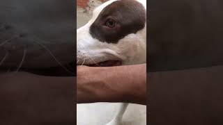 Mais um vídeo do meu￼s Pitbull￼ ￼🐶🤩🧿 pitbull america terrier [upl. by Giusto]