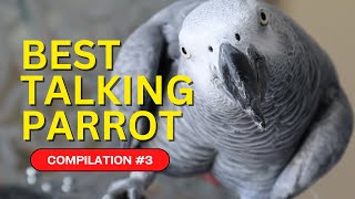 Best Talking Parrot Compilation 3  Gizmo the Grey Bird [upl. by Sweyn399]