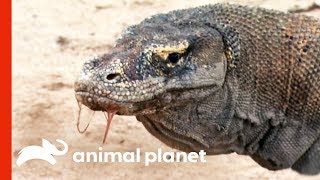 Powerful Komodo Dragons Observed Hunting In The Wild  Raw Nature [upl. by Isawk866]