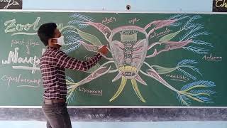 Nauplius larva explained by Biospair [upl. by Patience]