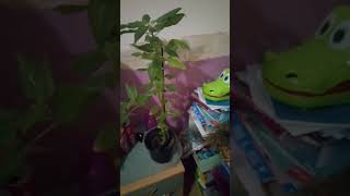 ma nouvelle plante [upl. by Riki]