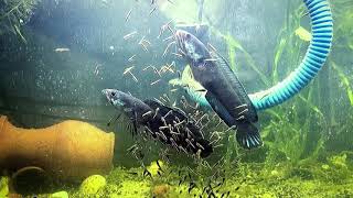 Ultimate Guide to Breed Channa GachuaLimbata dwarf snakehead in an aquarium with Update on Fries [upl. by Eilyak]