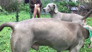 Die Zeugung  Hundehochzeit Verpaarung bei Hunden [upl. by Janessa]