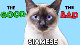 SIAMESE Cat PROS and CONS MUSTKNOW [upl. by Akenehs]