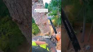 Removing Tree In A Tight Spot😱 arborist logging chainsawman [upl. by Emalia182]