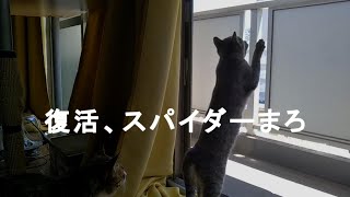 【猫の日常】 おてんば娘を心配してそばで見守るだいごろう Vlog037 [upl. by Ayela308]