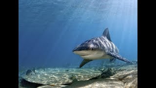 Australian surfs over shark [upl. by Stacy]