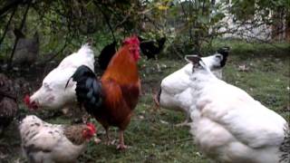 Reportage les poules pondeuses [upl. by Drawoh318]