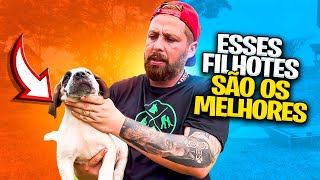 PRESA CANÁRIO O MOLOSSO COM MAIS CAÇA [upl. by Dej]