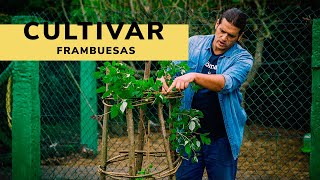 Cómo cultivar FRAMBUESAS 🍓 Fácil y sin complicaciones 👨‍🌾👩‍🌾 Jardinatis [upl. by Aurelia]