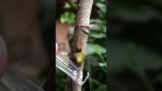 Rambutan Tree Grafting EP104 fruitgrafting grafting [upl. by Akihc849]