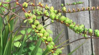 Crocosmia  In Seeds August 11 [upl. by Kristal352]