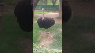 Ostrich attack [upl. by Alasdair]