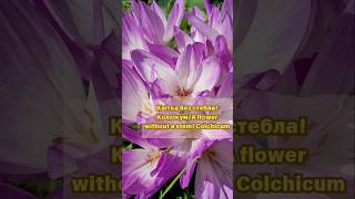 Осіння квітка колхікумAutumn flower colchicum garden flowers autumnflowers [upl. by Yadroc]