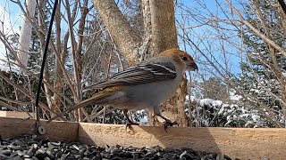 Tarin Sizerins Chardonnerets Durbecs et  chants  Siskins Redpoll Goldfinches and  song [upl. by Nimesh6]