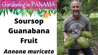 Soursop Harvesting amp a Smoothie Recipe Panama Gardening [upl. by Jonah824]