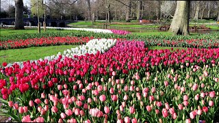 Keukenhof 2022  Enjoy Springtime in Keukenhof Garden  4K [upl. by Alleul]