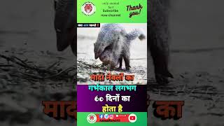 Please Subscribe 🙏 😭Mongooseकेबारेमेंरोचकतथ्यytshortviralfactanimalstrendingmongoose [upl. by Thora]