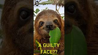 The truth about sloths and why they’re so relaxed wildlife animalfacts animalfunny comedy [upl. by Taub]