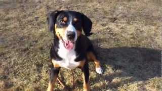 Entlebucher Sennenhund quotCaya von Afkatquot  Teil 2 [upl. by Notsyrb704]