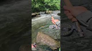 Nymphing for Brown Trout on the Savage River fishing trout shorts [upl. by Sacram585]