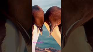 Razorbill pair in Bolungarvik Iceland Daily Home Screen wallpaper naing100 wallpaper [upl. by Kennith]