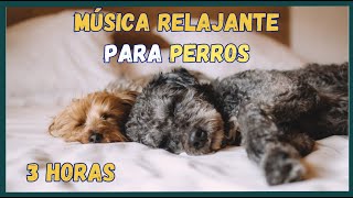 3 HORAS de MÚSICA RELAJANTE para perros 🎵🐶ANSIEDAD POR SEPARACIÓN 🐾  Quiero a mi perro ❤️ [upl. by Adieren901]