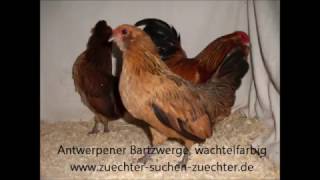 Verschiedene Hühnerrassen mit Farbbezeichnung  Bantam Bartzwerge [upl. by Dewey]