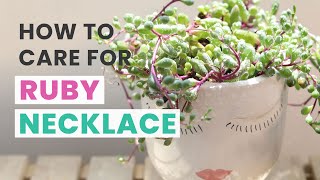 BEST TIPS  HOW TO CARE FOR RUBY NECKLACE OTHONNA CAPENSIS  SENECIO SUCCULENT [upl. by Nonnarb]