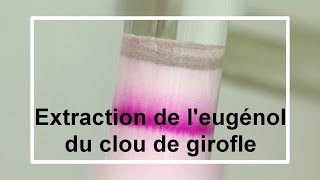 Extraction de leugénol du clou de girofle [upl. by Milburr615]