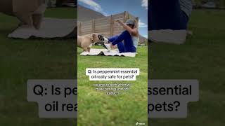 Is peppermint essential oil really safe for pets dog essentialoils fleas [upl. by Leinod808]