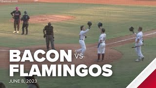 HIGHLIGHTS Macon Bacon vs Florence Flamingos  June 8 2023 [upl. by Burris747]