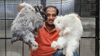 Angora Rabbits at Karnataka Aquarium [upl. by Leahpar]