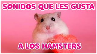 7 Sonidos que le gustan a los HAMSTER [upl. by Ajnat]