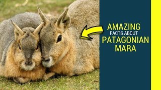 Patagonian mara facts for kids Patagonian cacarediet and lifespan [upl. by Amato]