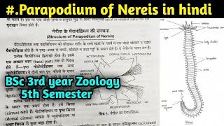 Structure of Parapodium of Nereis in hindi  BSc 3rd year Zoology 5th Semester [upl. by Leonard116]